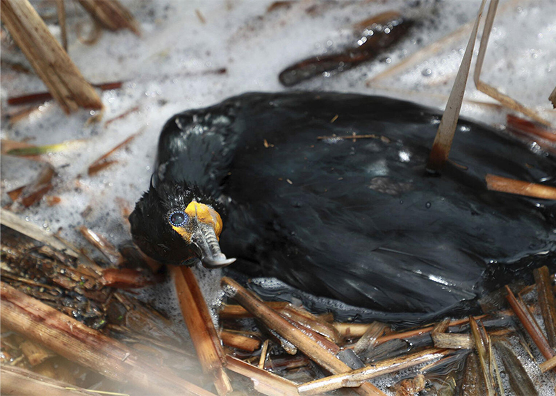 Double-crested Cormorant infected with avian flu.