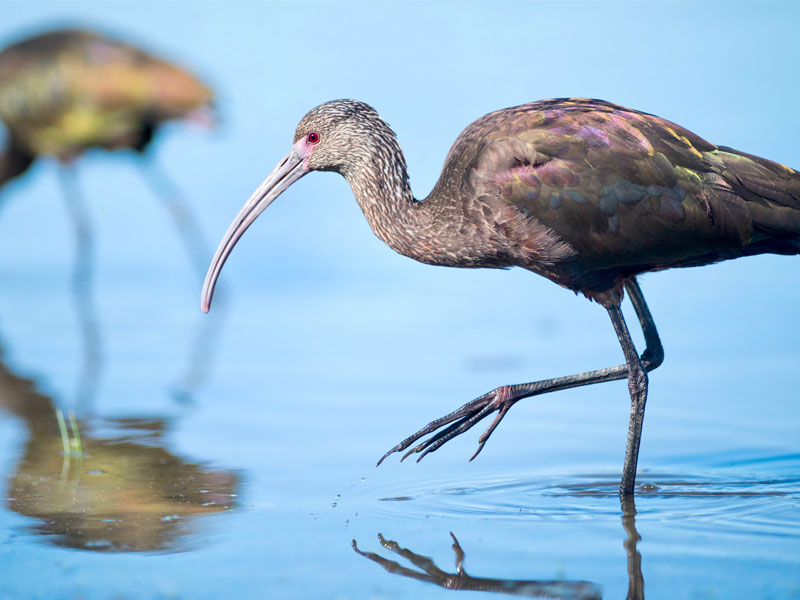 Photo of a White-faced Ibis.