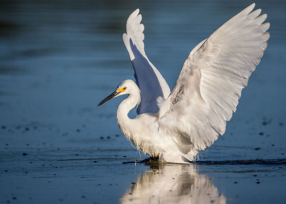 Snowy Egret.