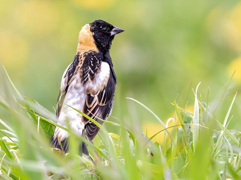 Bobolink perched in tall, green grass.