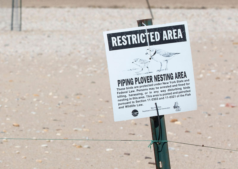 A sign designating a Piping Plover nesting area.