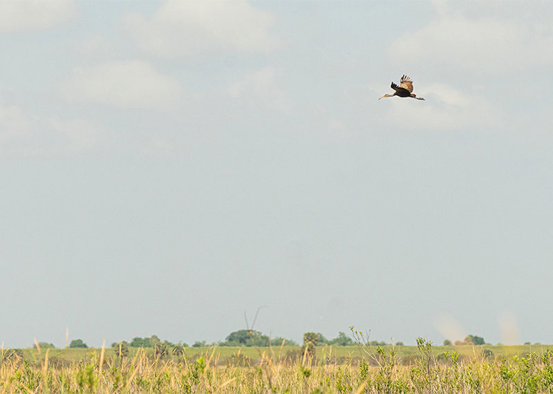 A Limpkin flies over Lake Okeechobee in Florida, long the northern extent of the subtropical species' range.