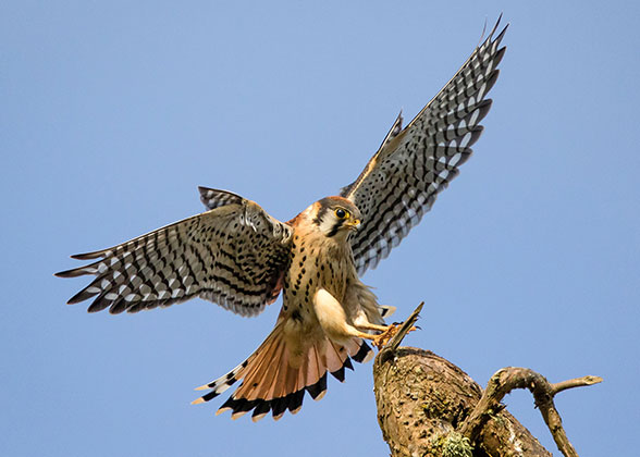 Photograph of an American Kestrel landing on a branch.