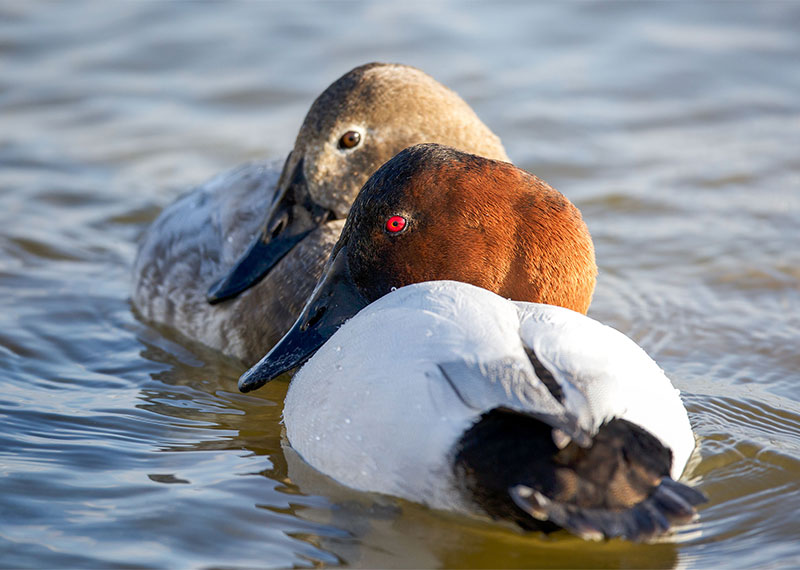 Canvasbacks.