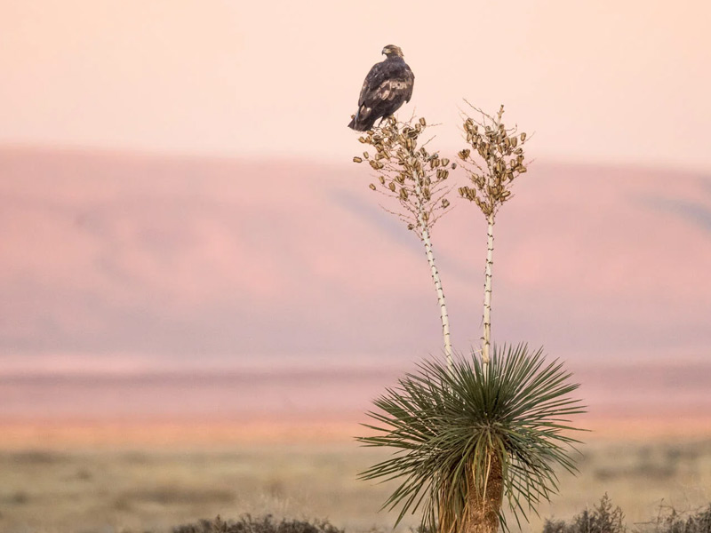 Landscape with a Golden Eagle perched on top of a barren branch.