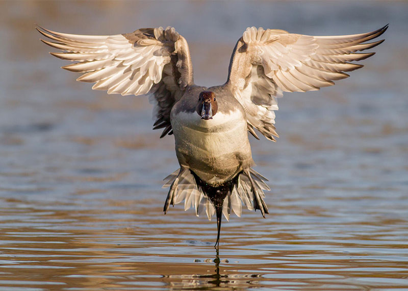 Northern Pintail.