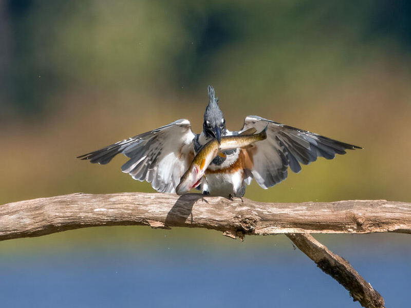 Belted Kingfisher on a tree branch with fish in beak, wings outstretched. 