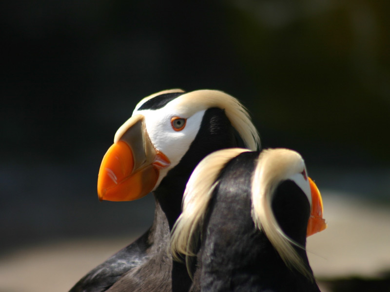 Close-up photo of two Tufted Puffins.