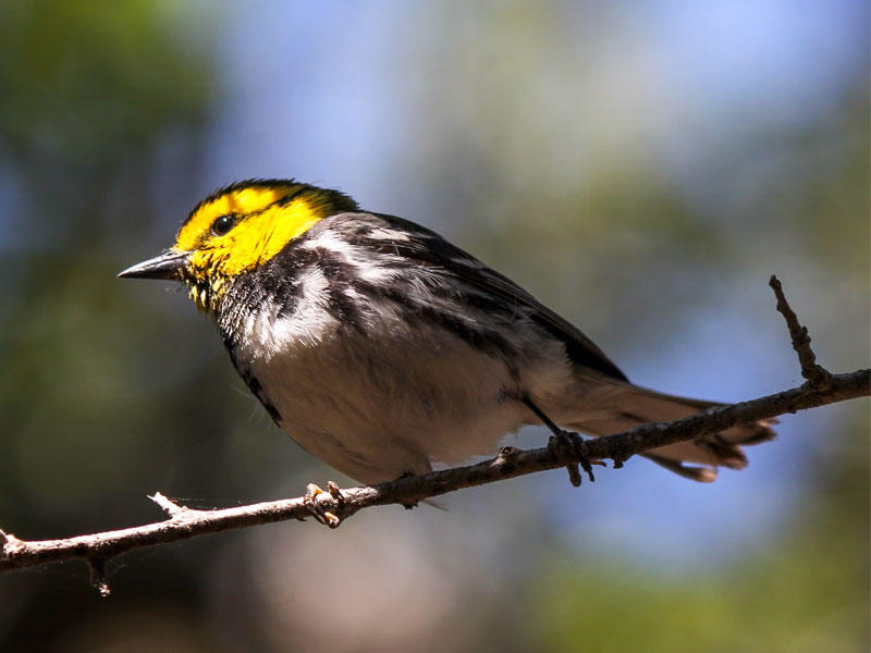 Photo of a Golden-cheeked Warbler perched on a branch.
