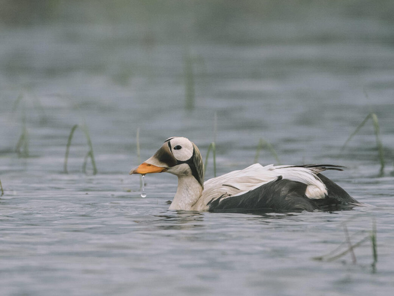 Photo of a Spectacled Eider at Teshekpuk Lake.