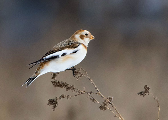 Snow Bunting in winter.