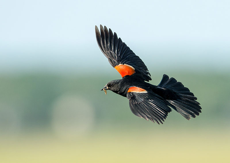 A Red-winged Blackbird in flight.