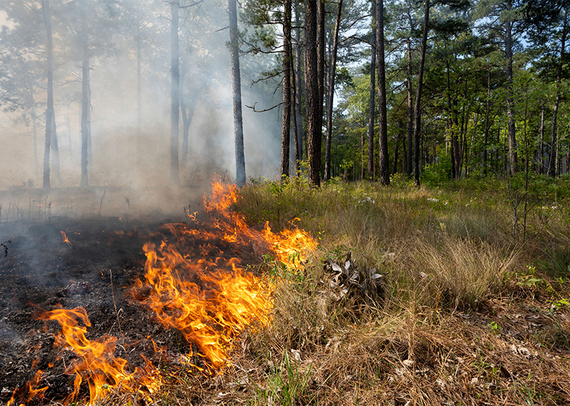 Fire workers intentionally lit this prescribed fire in North Carolina's Carvers Creek State Park. Longleaf pine forests must burn regularly to stay healthy.