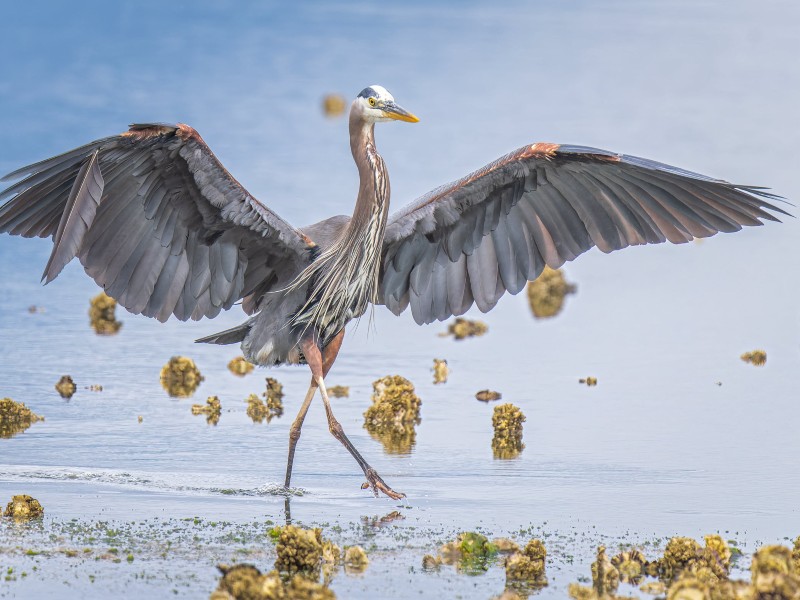 A Great Blue Heron wades in shallow water with its wings outstretched