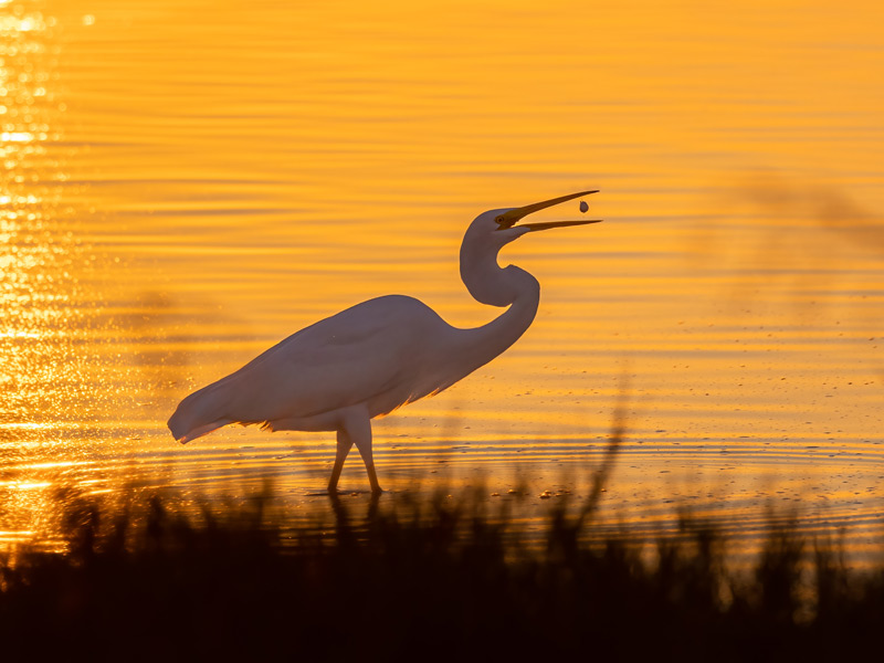 A photo of a Great Egret standing in shallow water, feeding at sunset, Credit: Marti Phillips/Audubon Photography Awards