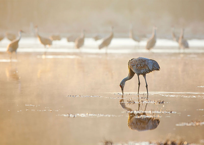 Sandhill Cranes flock to the Jasper-Pulaski Fish and Wildlife Area in Indiana each fall.