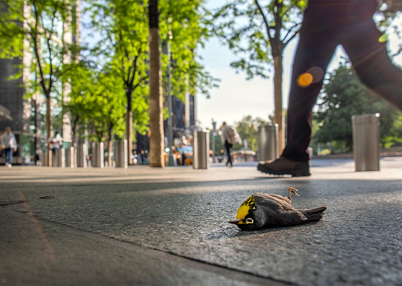 A dead Canada Warbler in Columbus Circle.