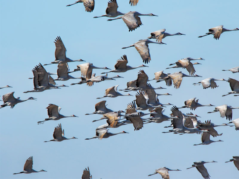 A photo of Sandhill Cranes in flight.