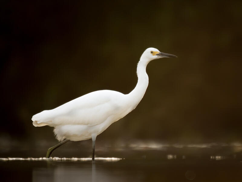 A Snowy Egret wading in shallow water.