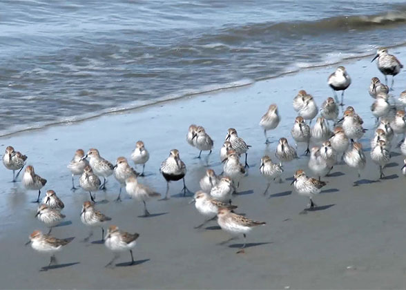 A shorebird smorgasbord, including Western Sandpipers, Dunlin, and Short-billed Dowitchers. 