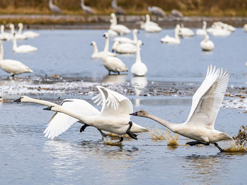 Tundra Swans taking flight and standing in water.