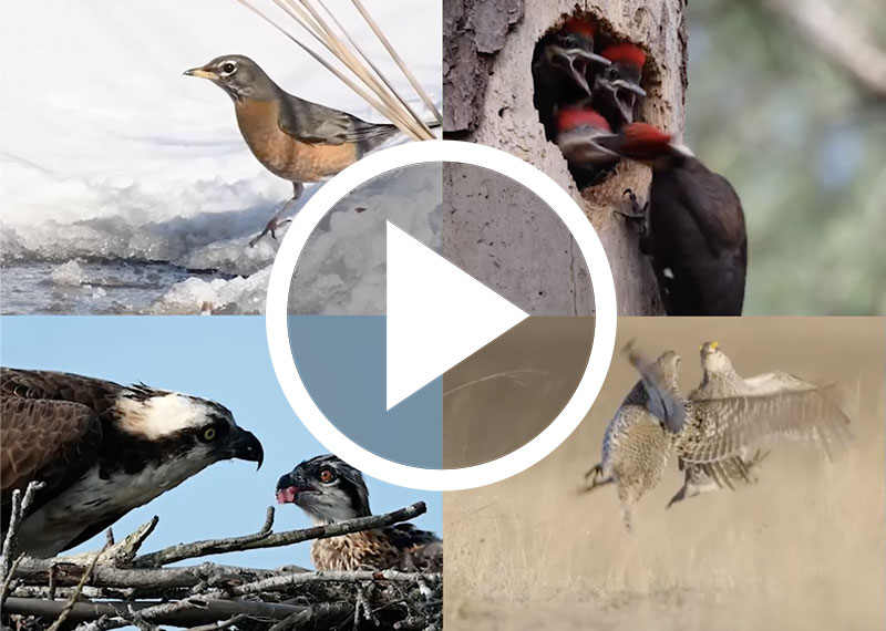 Clockwise from top left: American Robin; Pileated Woodpeckers; Sharp-tailed Grouse; Ospreys.