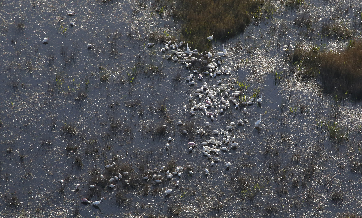 Aerial view of birds in a swamp.