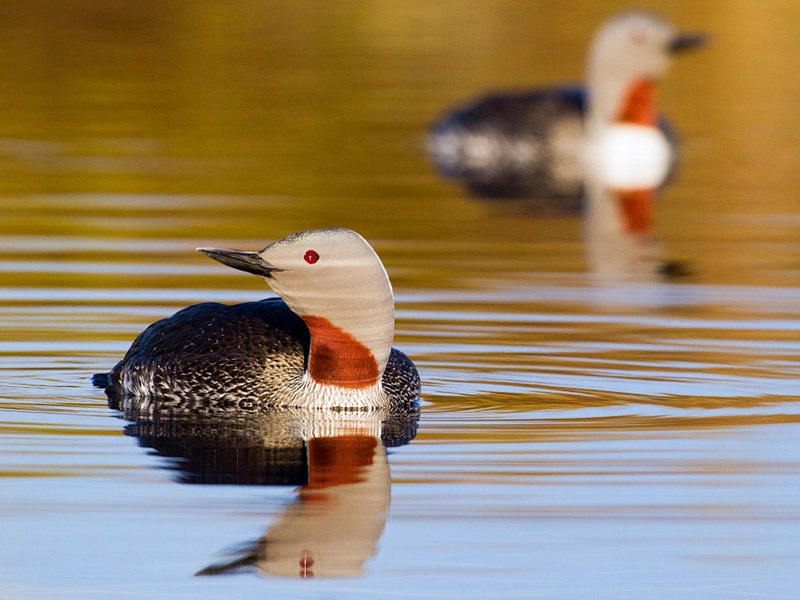 Photo of a Red-throated Loon in a body of water; a second loon is seen in the background out of focus.