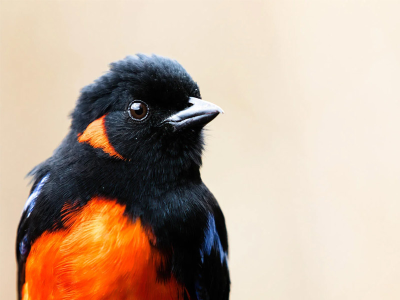 Scarlet-bellied Mountain Tanager.