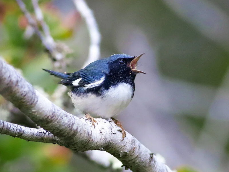 Black-throated Blue Warbler perched on a tree branch with its beak open in song.