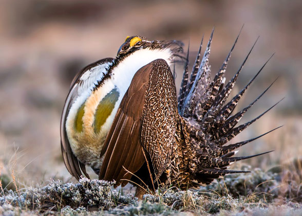 A photo of a male Greater Sage-Grouse displaying on the sagebrush steppe. Credit: M. Verdon Tomajko/Audubon Photography Awards