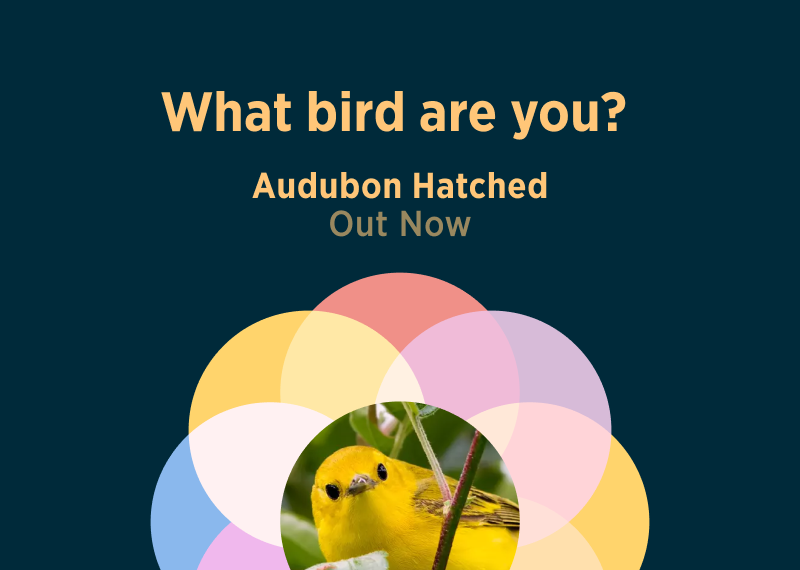 Text reads "What bird are you?" Under the text is a Yellow Warbler peeking behind a branch.