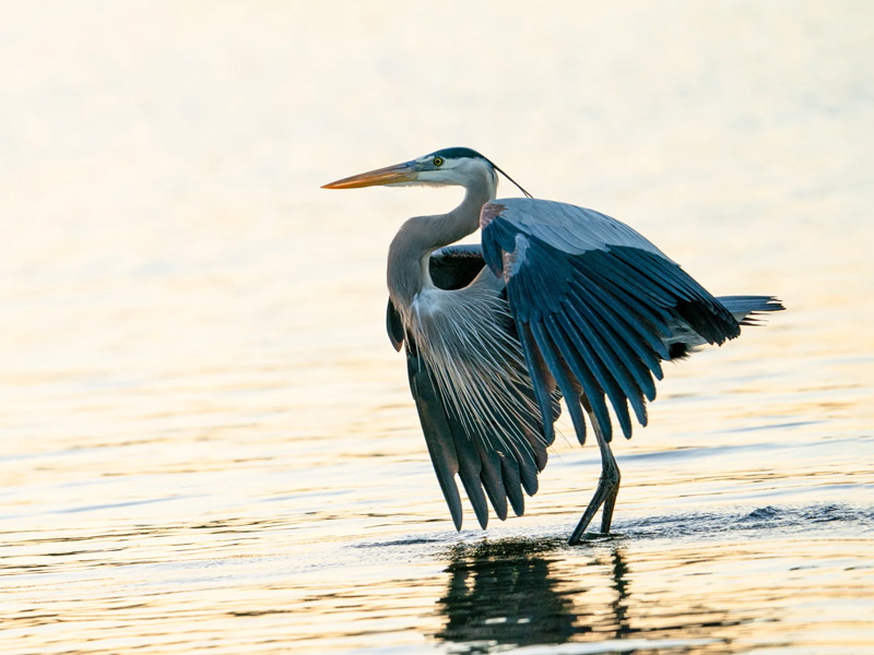 Photo of a Great Blue Heron standing in shallow water.