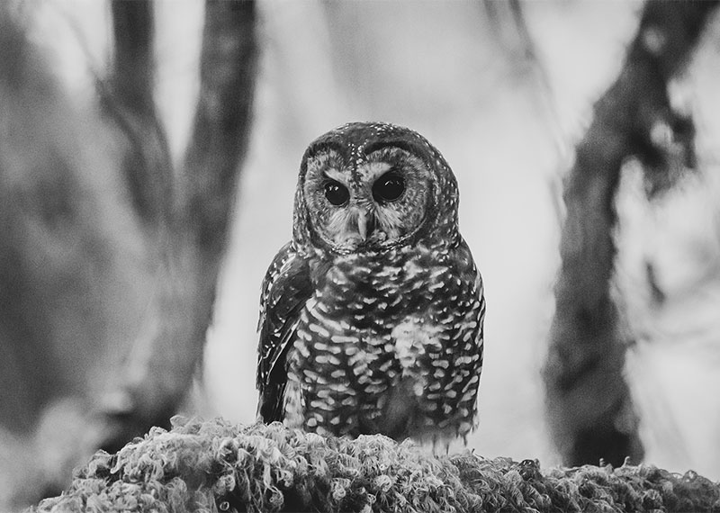 Northern Spotted Owl.