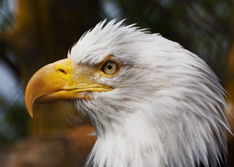 Bald Eagle.