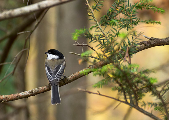 Black-capped Chickadee.