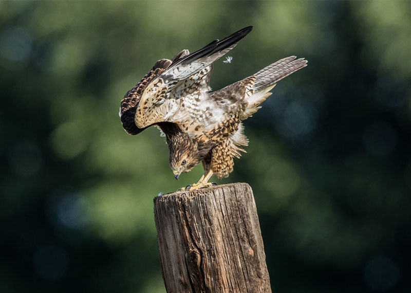 Swainson's Hawk.