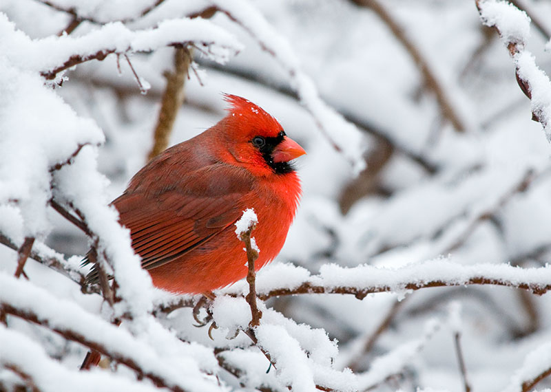 Northern Cardinal.