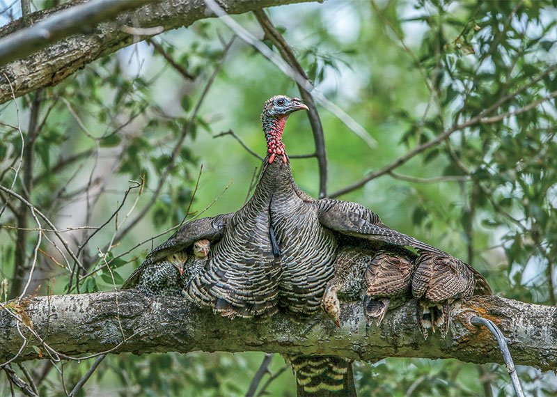 Only a few weeks after hatching from ground nests, Wild Turkey poults can fly up to a roost—where the hen will still protect the youngsters.