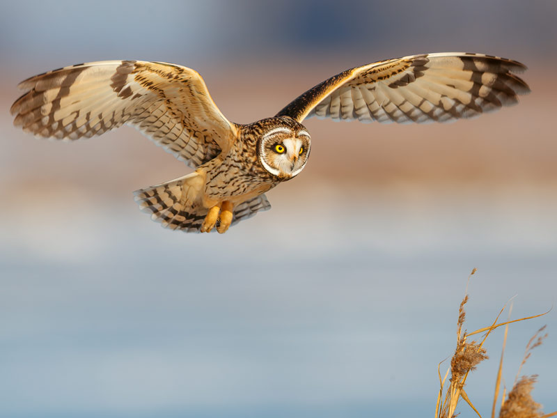 Short-eared Owl in flight.