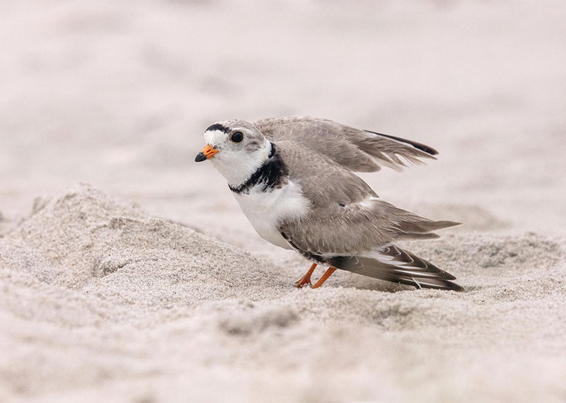 Piping Plover performing a broken-wing display, taken by a shorebird monitor while professionals built a nest exclosure.