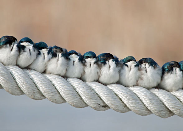 Tree Swallows.