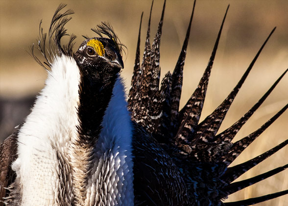 Greater Sage-Grouse. Photo: Bob Wick/BLM