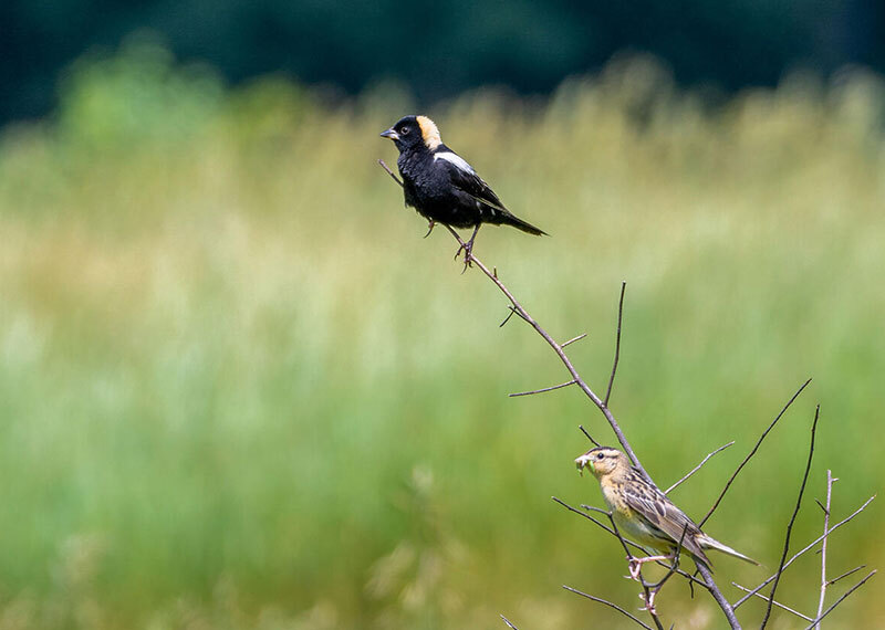 Male and female Bobolinks perched on branch.