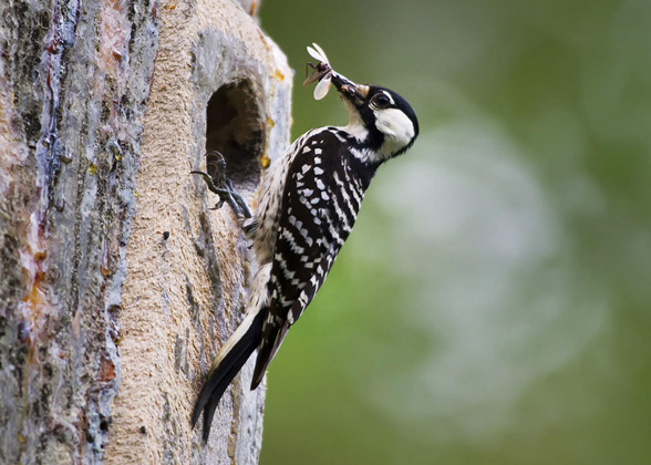 Red-cockaded Woodpecker. Mary Snieckus/USDA