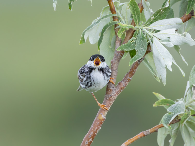 Photo of a Blackpoll Warbler perched on a tree branch with its beak open wide.