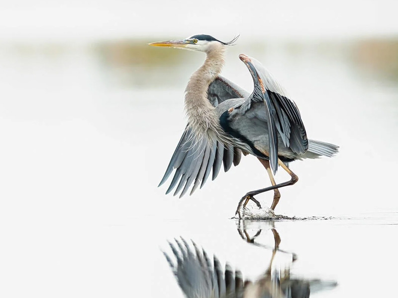 Great Blue Heron landing in a body of water. 