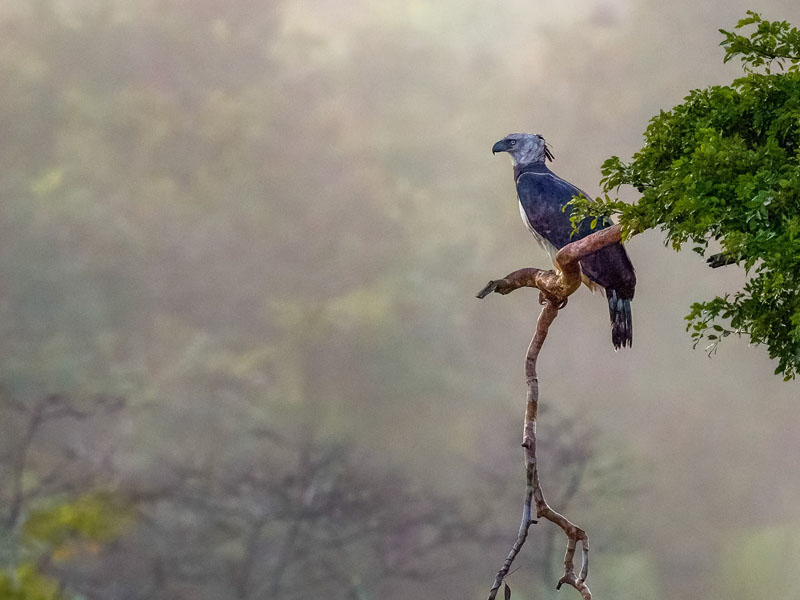 Photo of a Harpy Eagle.
