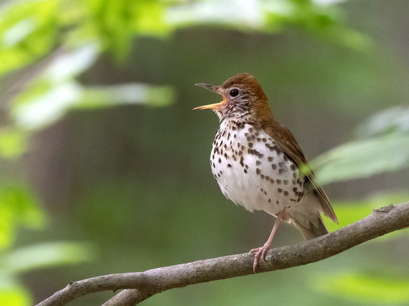 Wood Thrush, perched on a tree branch with its beak open in song.
