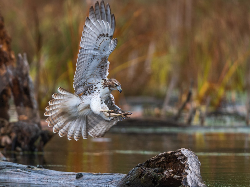 Photo of a Red-tailed Hawk.